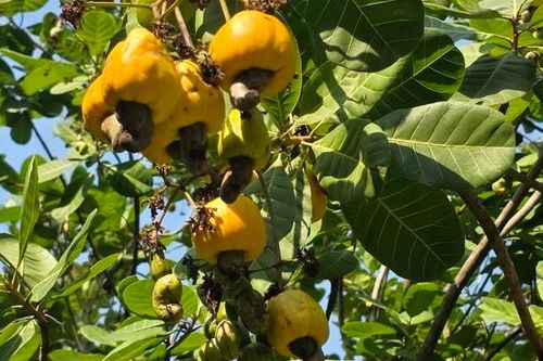 'Thủ phủ' điều Đồng Nai lao đao vì mưa trái mùa: Sâu bệnh bủa vây, nông dân thất thu