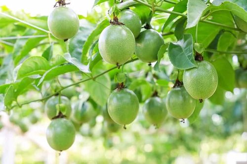 Gia Lai đẩy mạnh phát triển vùng nguyên liệu bền vững cho nông sản chủ lực