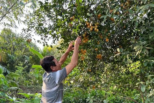 Vĩnh Long: Đặc sản thanh trà ngọt giúp nông dân đổi đời