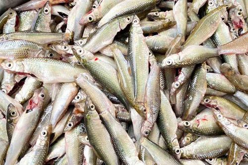 Loại cá 'lộc trời' theo con nước chỉ có ở miền Tây, khách phải lùng mua kẻo lỡ hẹn cả năm
