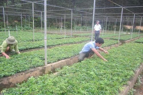 Cây lim xanh quý hiếm lan rộng trên vùng đồi xứ Thanh