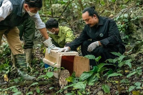 Vườn Quốc gia Cúc Phương hướng mục tiêu thành 'ngân hàng gen' tự nhiên