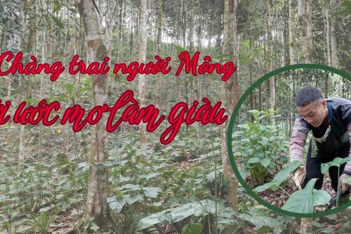 Chàng trai người Mông với ước mơ làm giàu