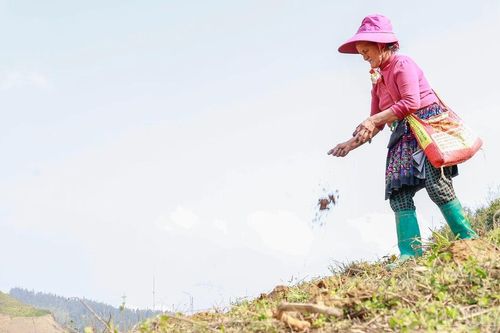 Rộn ràng mùa gieo hạt