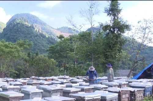 Nghề nuôi ong mở ra sinh kế bền vững cho người dân