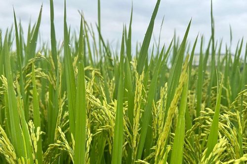 Lâm Đồng triển khai đề án sản xuất giảm phát thải lĩnh vực trồng trọt