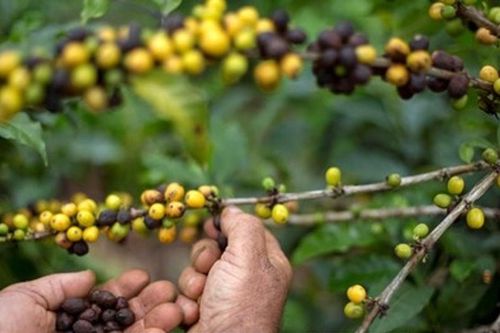 Xuất khẩu cà phê hòa tan Brazil tăng 13,9% bất chấp rào cản thuế từ Mỹ