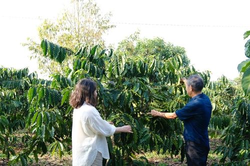 Mưa trái mùa 'giải khát' cho cà phê Di Linh