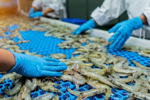 Ngành tôm nỗ lực để giữ nhịp xuất khẩu
