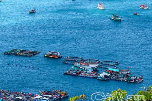 Hòn Chuối: Màu xanh của niềm tin bám biển