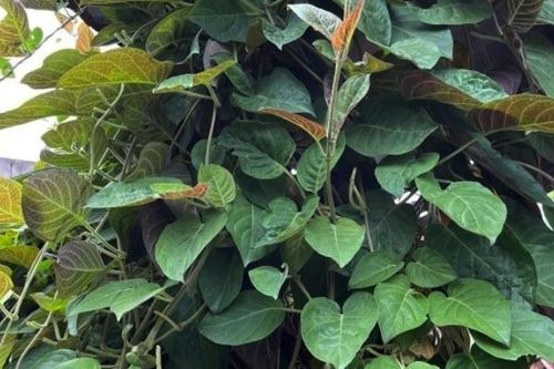 Loại lá mọc dại khắp nơi, được xem là 'bảo bối' cho hệ tiêu hóa