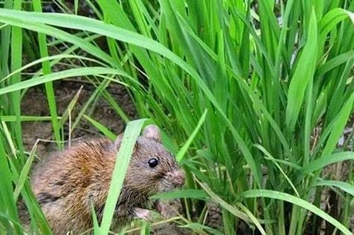 'Báo động' nạn chuột hại lúa, nông dân Vật Lại khẩn trương bảo vệ mùa màng
