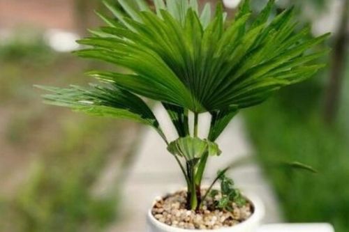 Loài cây xanh mướt giúp thu hút tài lộc và xua đuổi tà khí