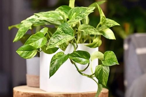 5 loại cây 'nuốt' bụi mịn, lọc không khí tốt, nhiều gia đình được khuyên trồng trong nhà