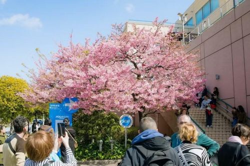 Du khách chiêm ngưỡng hoa anh đào nở sớm ở Tokyo, Nhật Bản