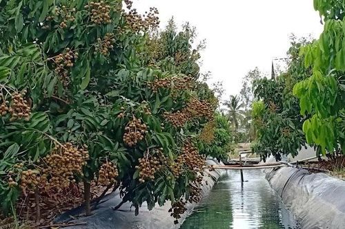 Chủ động sản xuất nông nghiệp thích ứng với hạn mặn