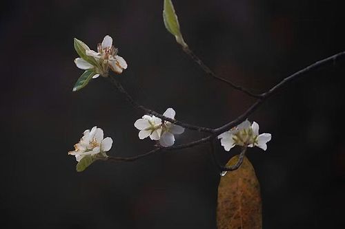 Điểm hẹn mùa Xuân ở Ngọc Chiến