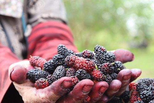 Hà Nội: Sâu bệnh, sương muối khiến 'thủ phủ' dâu tằm mất mùa