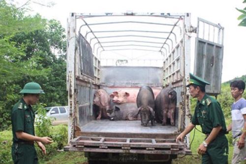 Vận chuyển trái phép hàng hóa, tiền tệ qua biên giới bị phạt đến 75 triệu đồng