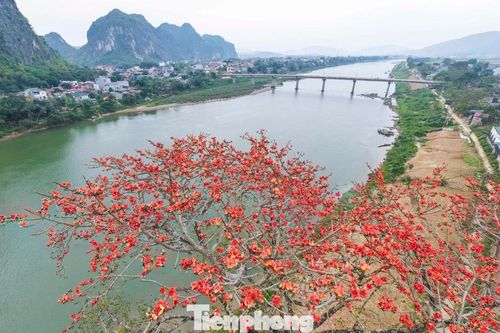 Mê mẩn hoa gạo đỏ rực, 'thắp lửa' ven sông