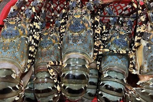 Trung Quốc tăng mua đột biến, Việt Nam bán 'hải sản nhà giàu' ôm về gần 7.000 tỷ