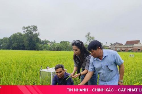 Tưới ngập - khô xen kẽ: Giải pháp cho những cánh đồng 'khát'