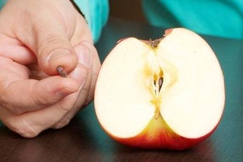 Những loại trái cây có hạt chứa độc tố, cẩn thận kẻo 'ôm bệnh' vào thân