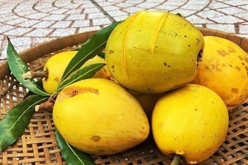 Loại quả màu vàng óng có nhiều ở miền Bắc, xưa không được chuộng, giờ có tiền triệu mới mua được
