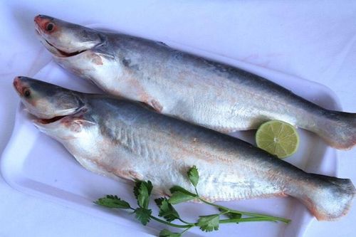 Loại cá phát ra âm thanh khi bị bắt lên chỉ có ở miền Tây, đem đi kho tộ rất hao cơm