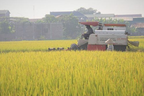 Giá gạo thế giới giảm sâu: Doanh nghiệp xuất khẩu cần chủ động ứng phó