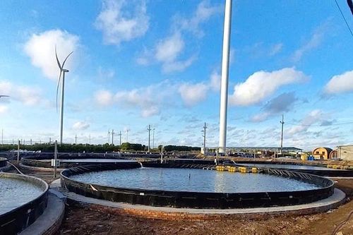 Doanh nghiệp ngành tôm chủ động thích ứng với biến động quốc tế