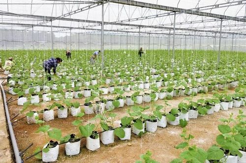 Sản xuất nông nghiệp công nghệ cao mở hướng làm giàu cho nông dân xã Kiên Thọ