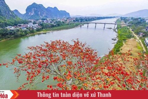 Sắc hoa gạo Cửa Hà - 'thắp lửa' bên dòng sông Mã