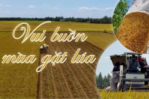 Vui buồn mùa gặt lúa