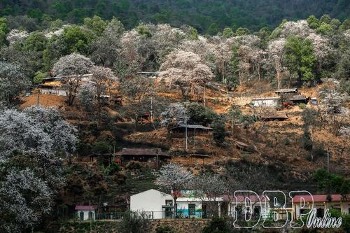 Giữ rừng ban cổ