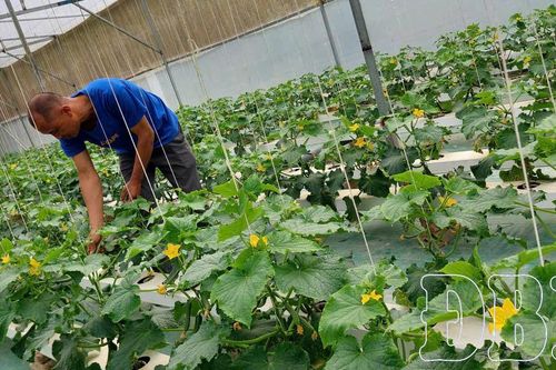 Nông nghiệp khép kín ở Điện Biên, sao cho vững bền