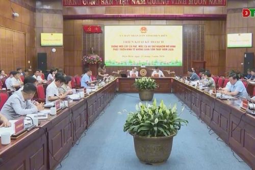 Triển khai kế hoạch trồng mới cây cà phê, mắc ca và thử nghiệm mô hình phát triển kinh tế không gian tầm thấp năm 2026