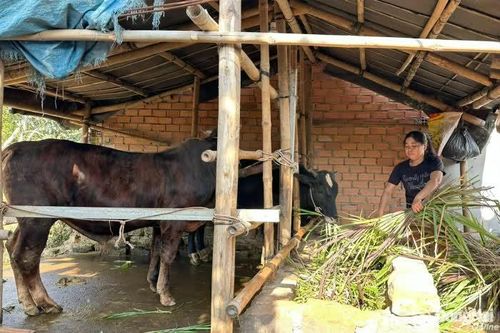 Sinh kế xanh ở vùng đệm khu dự trữ sinh quyển