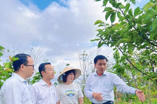 Phường Pleiku học hỏi kinh nghiệm trồng và chăm sóc hoa anh đào Nhật Bản