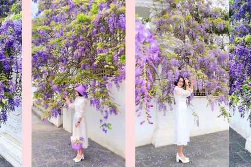 Lai Châu rực rỡ mùa hoa