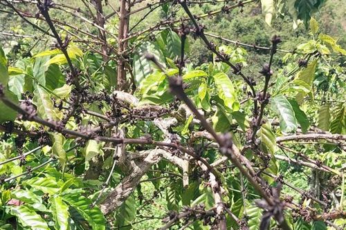Nguy cơ sâu bệnh hại trên cà phê mùa khô