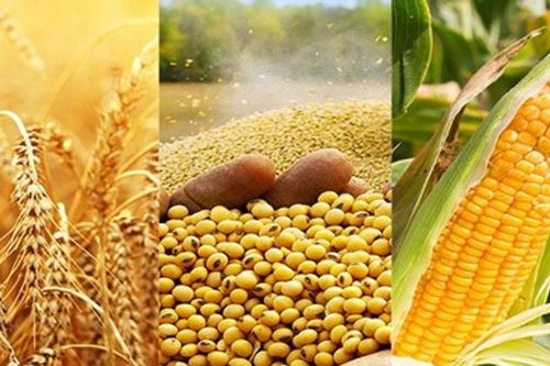 Giá đậu tương Chicago tăng lên 11,63 USD/bushel nhờ trợ lực từ giá dầu
