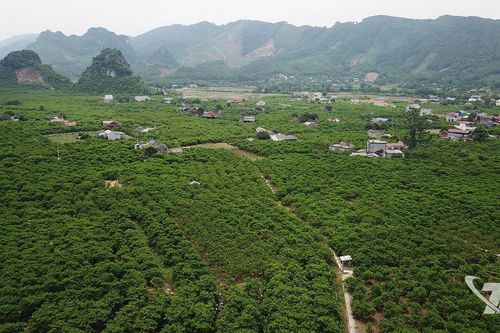 Đánh thức mùa na khác