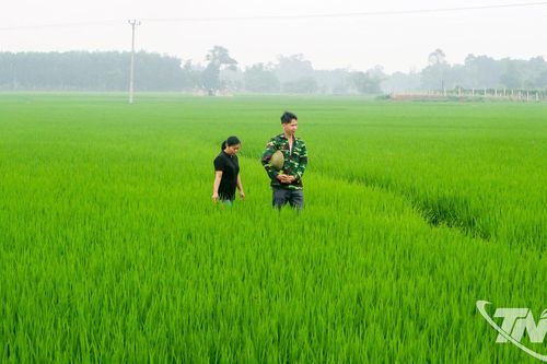 Thái Nguyên gieo cấy hơn 19.000ha lúa chất lượng cao