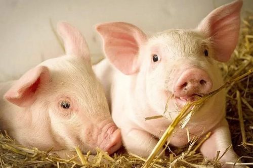 Ngày 21/3: Giá heo hơi tiếp đà leo dốc, miền Nam tăng mạnh nhất
