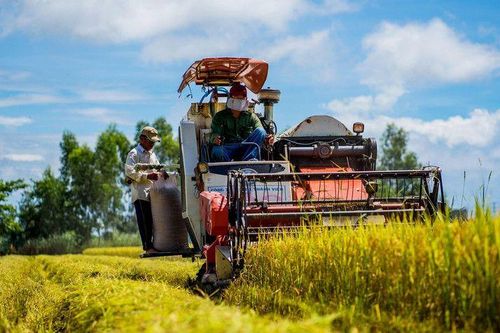 Tăng cường triển khai các giải pháp thúc đẩy sản xuất, xuất khẩu gạo trong tình hình mới