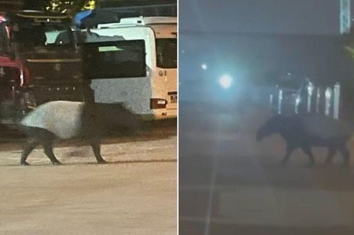 'Quái thú' bước đi vang như vó ngựa bất ngờ xuất hiện giữa khu dân cư, xuất hiện bí ẩn rồi biến mất vào rừng
