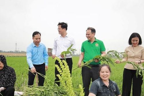 Hát Môn: Trồng sâm Nữ hoàng cho hiệu quả kinh tế cao