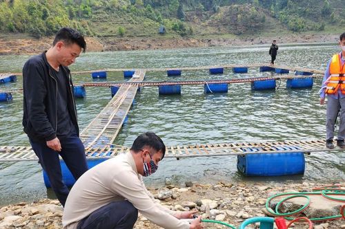 Bắt đầu tháo dỡ lồng cá gây ô nhiễm ở hồ Séo Mý Tỷ
