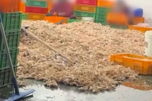 Bê bối thực phẩm bẩn rúng động Trung Quốc